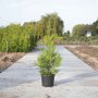 Groene haagconifeer 'Brabant' 80-100 cm